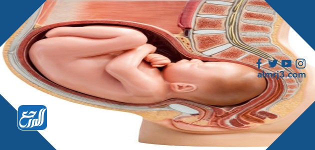 سدادة عنق الرحم