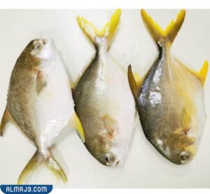 سمك الزبيدي