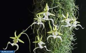 شبح الأوركيد