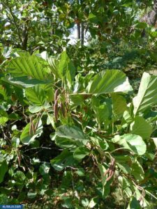 شجر ألدر الأوروبي الأسود