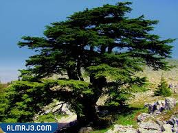 شجر الأرز - أسماء أشجار سريعة النمو وتتحمل الحرارة