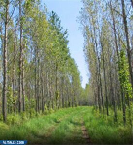 شجر الحور - أسماء أشجار سريعة النمو وتتحمل الحرارة