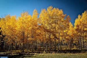 شجر الحور الرجراج