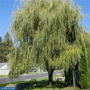 شجر الصفصاف - أسماء أشجار سريعة النمو وتتحمل الحرارة