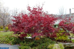 شجر القيقب الياباني