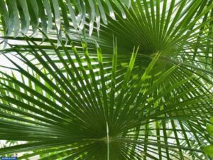 شجر مثلث النخيل