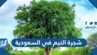 شجرة النيم في السعودية وفوائدها وأماكن بيعها في المملكة