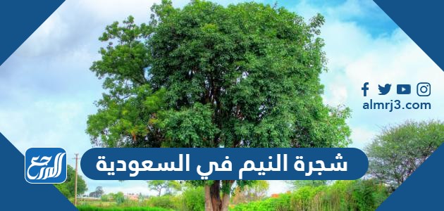شجرة النيم في السعودية