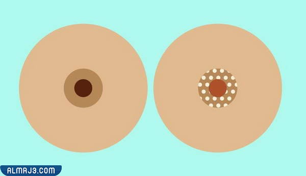 شكل الثدي أثناء الثلث الأخير من الحمل