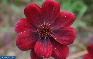 شوكولا كوزموس