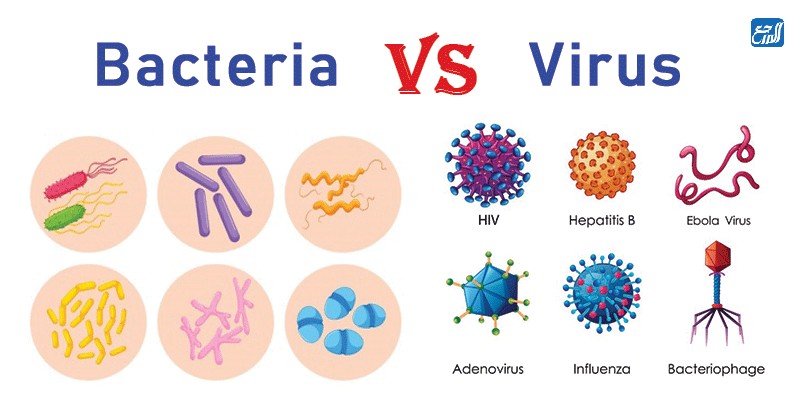 صور عن البكتيريا والفيروسات