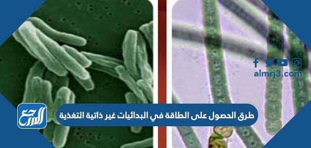 طرق الحصول على الطاقة في البدائيات غير ذاتية التغذية
