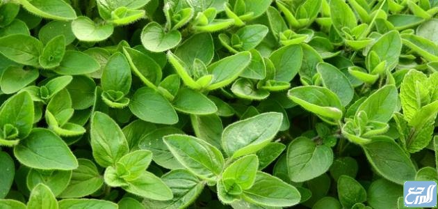 متى اشرب البردقوش لتنشيط المبايض