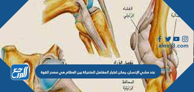 عند مشي الإنسان، يمكن اعتبار المفاصل المتحركة بين العظام هي مصدر القوة