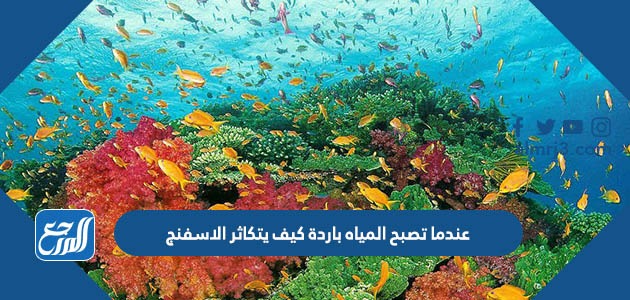 عندما تصبح المياه باردة كيف يتكاثر الاسفنج