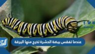 عندما تفقس بيضة الحشرة تخرج منها اليرقة