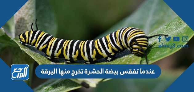 عندما تفقس بيضة الحشرة تخرج منها اليرقة