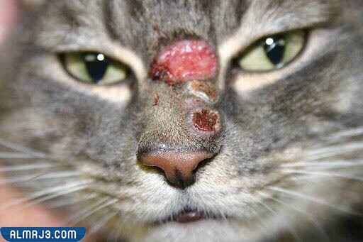 هل تعدي فطريات القطط الإنسان