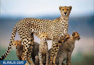 الفرق بين الفهد والنمر