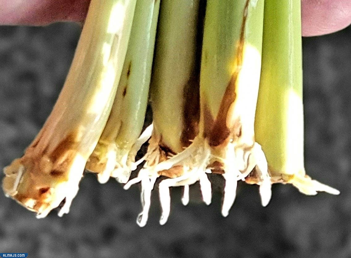 الاذخر في الطب النبوي