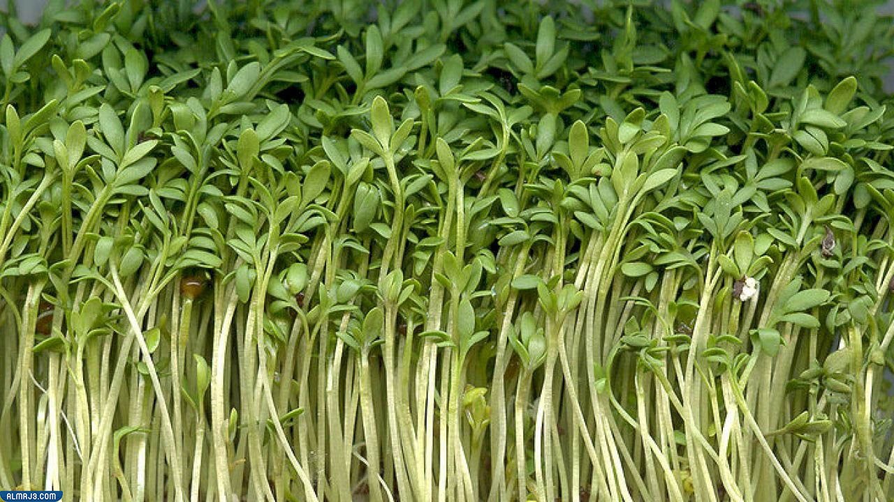 أضرار الأذخر