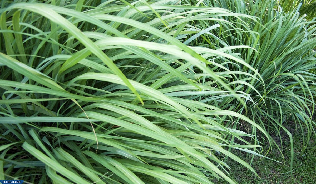 فوائد الاذخر جابر القحطاني