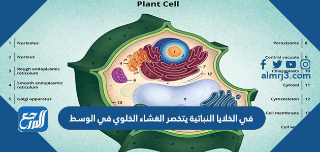في الخلايا النباتية يتخصر الغشاء الخلوي في الوسط