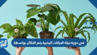 في دورة حياة النباتات البذرية يتم التكاثر بواسطة