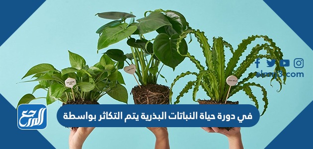 في دورة حياة النباتات البذرية يتم التكاثر بواسطة
