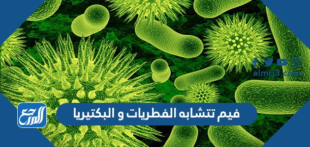 فيما تتشابه الفطريات والبكتيريا
