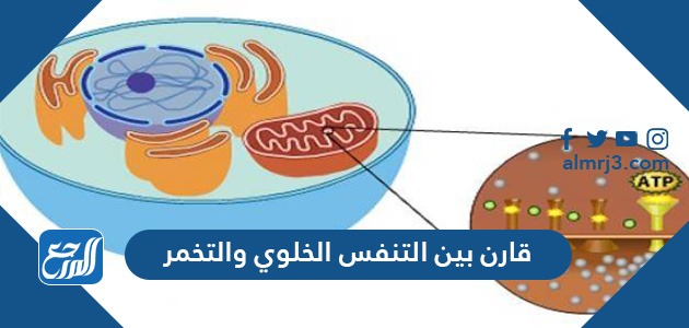 قارن بين التنفس الخلوي والتخمر