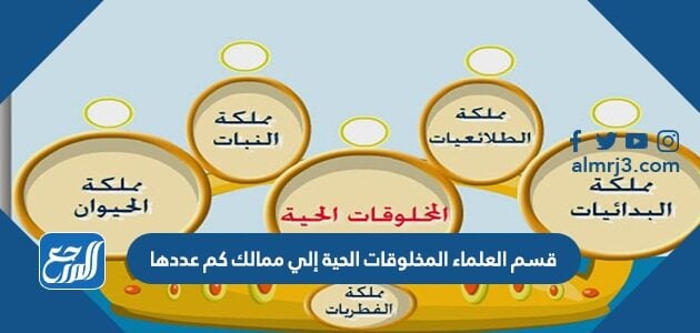 المستوى التصنيفي الذي يضم أكبر عدد من مجموعات المخلوقات الحية يسمى