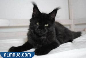 افضل انواع القطط المنزلية - قط ماين كون Maine Coon