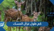 كم طول غزال المسك