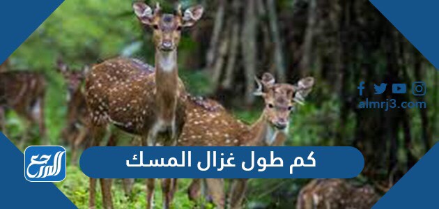 كم طول غزال المسك