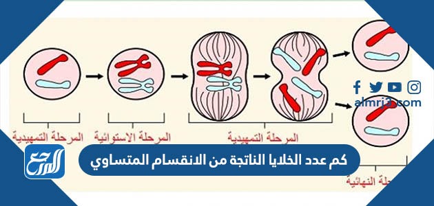 كم عدد الخلايا الناتجة من الانقسام المتساوي