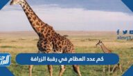كم عدد العظام في رقبة الزرافة