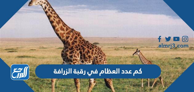 كم عدد العظام في رقبة الزرافة