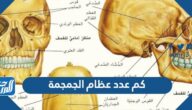 كم عدد عظام الجمجمة كم عدد عظام الجمجمة