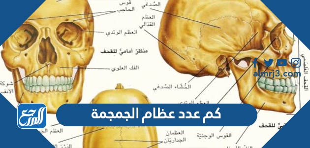 كم عدد عظام الجمجمة