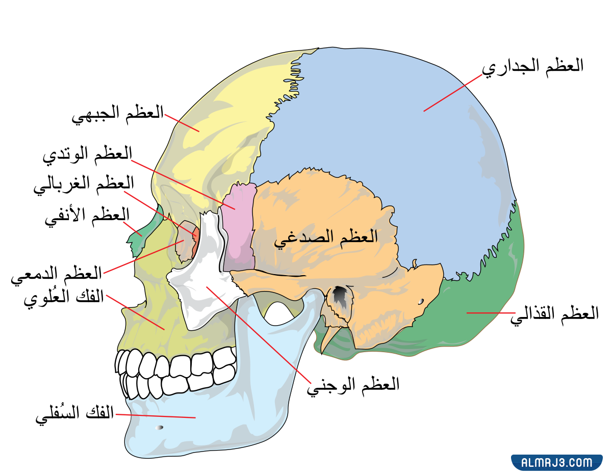 عدد عظام الانسان البالغ