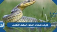 كم عدد فقرات العمود الفقرى للأفعى