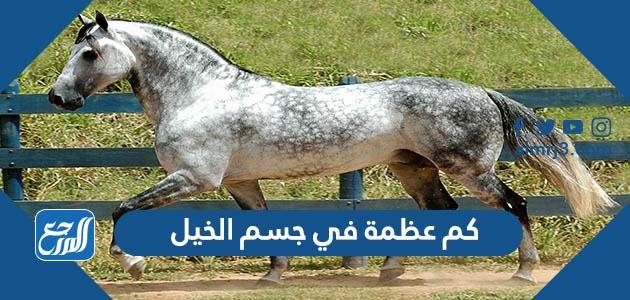 كم عظمة في جسم الخيل