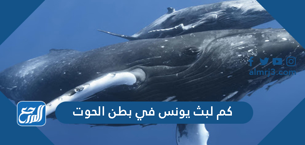 كم لبث يونس في بطن الحوت