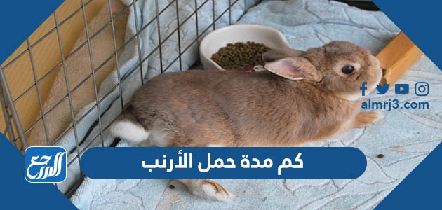 كم مدة حمل الأرنب
