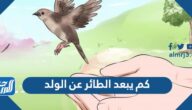 كم يبعد الطائر عن الولد