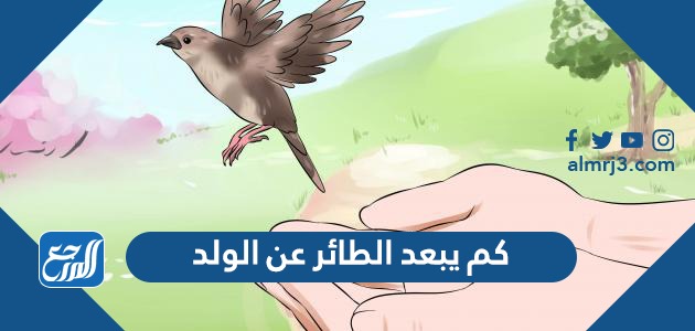 كم يبعد الطائر عن الولد