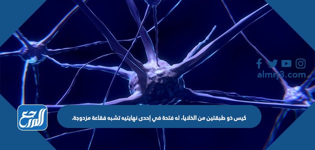 كيس ذو طبقتين من الخلايا، له فتحة في إحدى نهايتيه تشبه فقاعة مزدوجة.