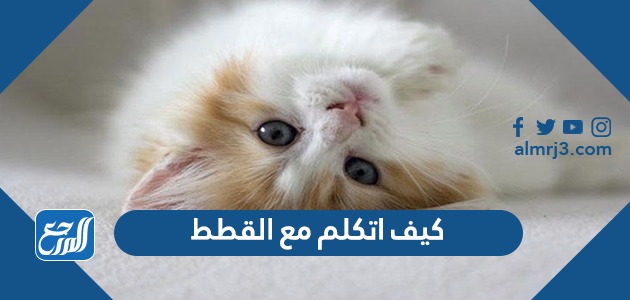 كيف اتكلم مع القطط