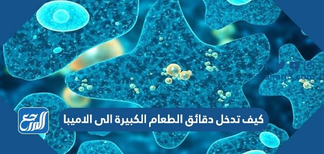 كيف تدخل دقائق الطعام الكبيرة الى الاميبا كيف تدخل دقائق الطعام الكبيرة الى الاميبا